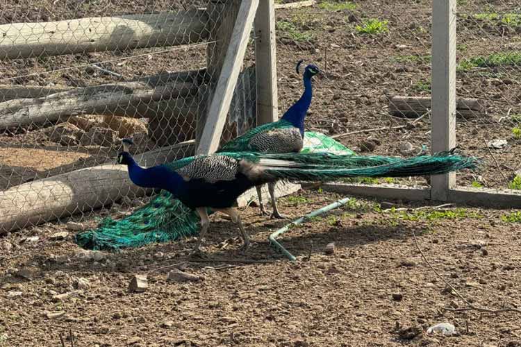 Rescatan animales exóticos en cautiverio en Merlo: un hombre detenido