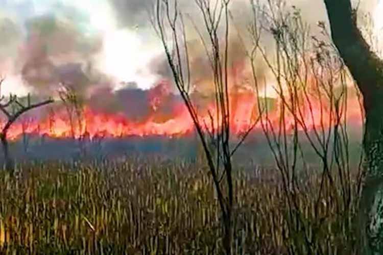 Voraz incendio en el Delta del Tigre: bomberos trabajan para controlar el fuego