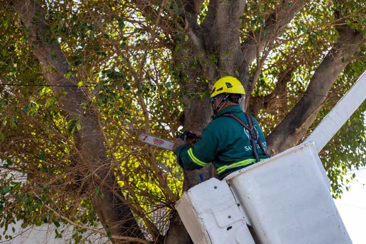 Plan Integral de Arbolado en San Isidro