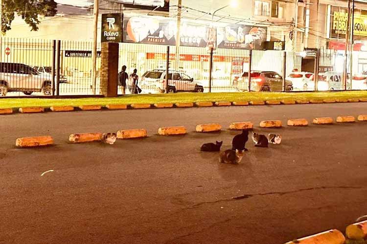 Proteccionistas denuncian a Unicenter por intentar eliminar una colonia de gatos